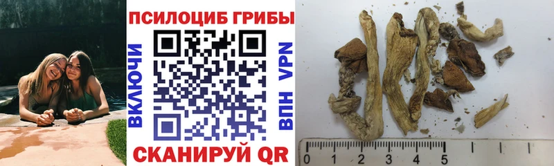 Галлюциногенные грибы Psilocybe  Белая Холуница 